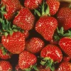 Quinalt Everbearing Strawberry Bare Root Plants - 50 Count, Huge Fruit, Zones 5-8 - Image 1