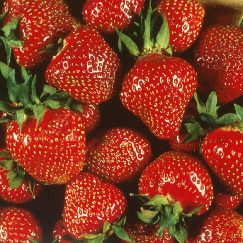 Quinalt Everbearing Strawberry Bare Root Plants - 50 Count, Huge Fruit, Zones 5-8 - Image 1
