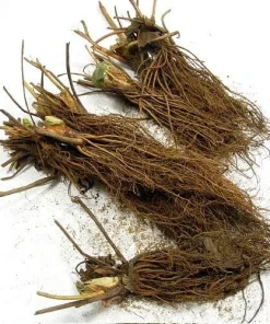 Quinalt Everbearing Strawberry Plants - 25 Bare Root - Huge Fruit Size - Zones 5-8 - Image 2