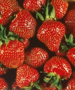 Quinalt Everbearing Strawberry Plants - 25 Bare Root - Huge Fruit Size - Zones 5-8 - Image 1
