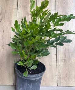 Radermachera Kunming, Dwarf Tree Jasmine in 3 gallons Pot, Fragrant flower, china Doll - Image 2