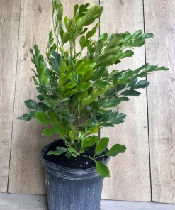 Radermachera Kunming, Dwarf Tree Jasmine in 3 gallons Pot, Fragrant flower, china Doll - Image 3