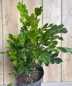 Radermachera Kunming, Dwarf Tree Jasmine in 3 gallons Pot, Fragrant flower, china Doll - Image 4