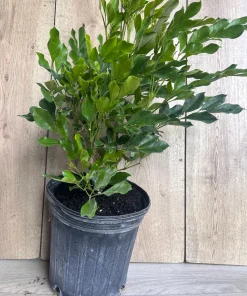 Radermachera Kunming, Dwarf Tree Jasmine in 3 gallons Pot, Fragrant flower, china Doll - Image 5