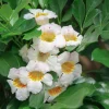 Radermachera Kunming, Dwarf Tree Jasmine in 3 gallons Pot, Fragrant flower, china Doll - Image 1