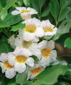 Radermachera Kunming, Dwarf Tree Jasmine in 3 gallons Pot, Fragrant flower, china Doll - Image 1