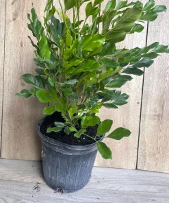 Radermachera Kunming, Dwarf Tree Jasmine in 3 gallons Pot, Fragrant flower, china Doll - Image 6
