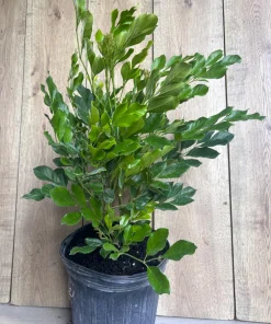 Radermachera Kunming, Dwarf Tree Jasmine in 3 gallons Pot, Fragrant flower, china Doll - Image 7
