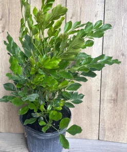 Radermachera Kunming, Dwarf Tree Jasmine in 3 gallons Pot, Fragrant flower, china Doll - Image 8