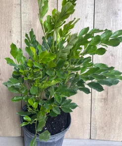 Radermachera Kunming, Dwarf Tree Jasmine in 3 gallons Pot, Fragrant flower, china Doll - Image 9