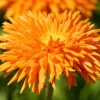 Radio English Marigold Seeds - Calendula Officinalis - Orange & Yellow Pot Flower - 50 Seeds - Image 1