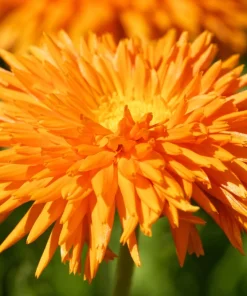 Radio English Marigold Seeds - Calendula Officinalis - Orange & Yellow Pot Flower - 50 Seeds - Image 1