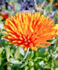 Radio English Marigold Seeds - Calendula Officinalis - Orange & Yellow Pot Flower - 50 Seeds - Image 2