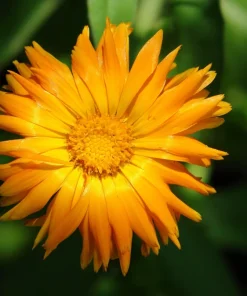Radio English Marigold Seeds - Calendula Officinalis - Orange & Yellow Pot Flower - 50 Seeds - Image 4