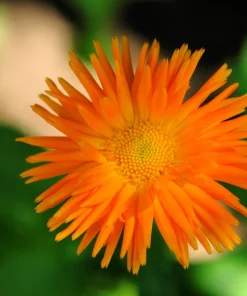 Radio English Marigold Seeds - Calendula Officinalis - Orange & Yellow Pot Flower - 50 Seeds - Image 5