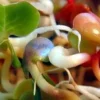 Radish Sprouting Seeds - 4 Ounces - Tangy Flavor for Salads & Sandwiches - Image 1