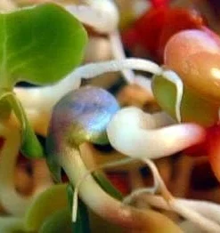 Radish Sprouting Seeds - 4 Ounces - Tangy Flavor for Salads & Sandwiches - Image 1