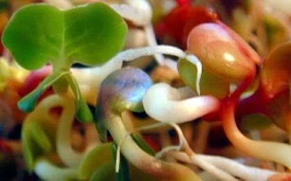 Radish Sprouting Seeds - 4 Ounces - Tangy Flavor for Salads & Sandwiches - Image 1