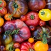 Rainbow Beefsteak Tomato Seeds | Heirloom Non-GMO | Vegetable Seeds for Garden - Image 1