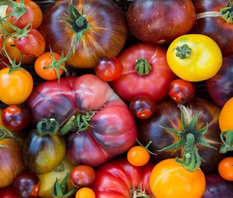 Rainbow Beefsteak Tomato Seeds | Heirloom Non-GMO | Vegetable Seeds for Garden - Image 1