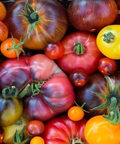 Rainbow Beefsteak Tomato Seeds | Heirloom Non-GMO | Vegetable Seeds for Garden - Image 3