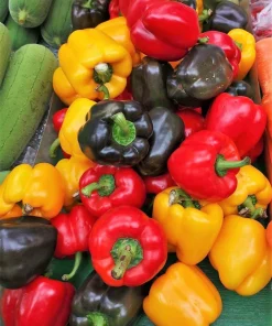 Rainbow Bell Pepper Seeds - Sweet Capsicum Annuum Mix - 150 Seeds - Image 2