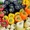 Rainbow Bell Pepper Seeds - Sweet Capsicum Annuum Mix - 150 Seeds - Image 1