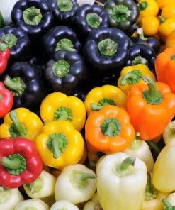 Rainbow Bell Pepper Seeds - Sweet Capsicum Annuum Mix - 150 Seeds - Image 1