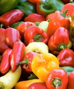 Rainbow Bell Pepper Seeds - Sweet Capsicum Annuum Mix - 150 Seeds - Image 5