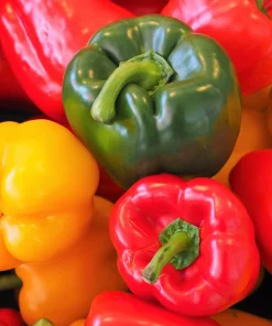 Rainbow Bell Pepper Seeds - Sweet Capsicum Annuum Mix - 150 Seeds - Image 6