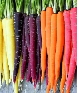 Rainbow Blend Carrot Seeds - Heirloom, Non-GMO Vegetable Seeds for Gardens - Image 2