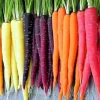 Rainbow Blend Carrot Seeds - Heirloom, Non-GMO Vegetable Seeds for Gardens - Image 1