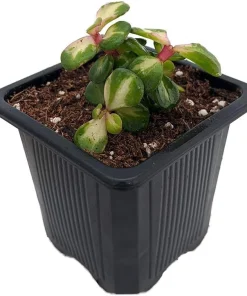 Rainbow Bush Jade Plant - Portulacaria mediopicta - Live Succulent - 2.5" Pot - Image 2