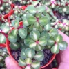Rainbow Bush Jade Plant - Portulacaria mediopicta - Live Succulent - 2.5" Pot - Image 1