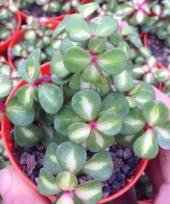 Rainbow Bush Jade Plant - Portulacaria mediopicta - Live Succulent - 2.5