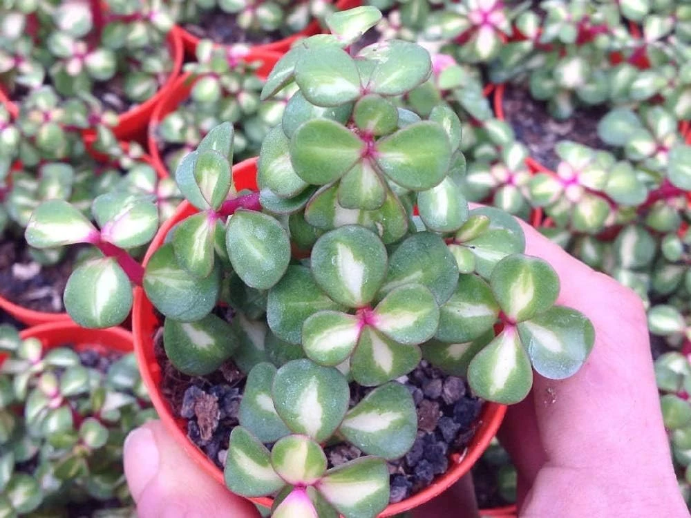 Rainbow Bush Jade Plant - Portulacaria mediopicta - Live Succulent - 2.5" Pot - Image 1