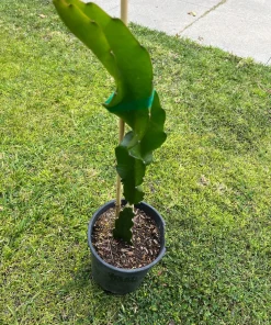 Rainbow Dragon Fruit Live Plant - 1 Gallon Pot - Organic Climbing Cactus - Image 3