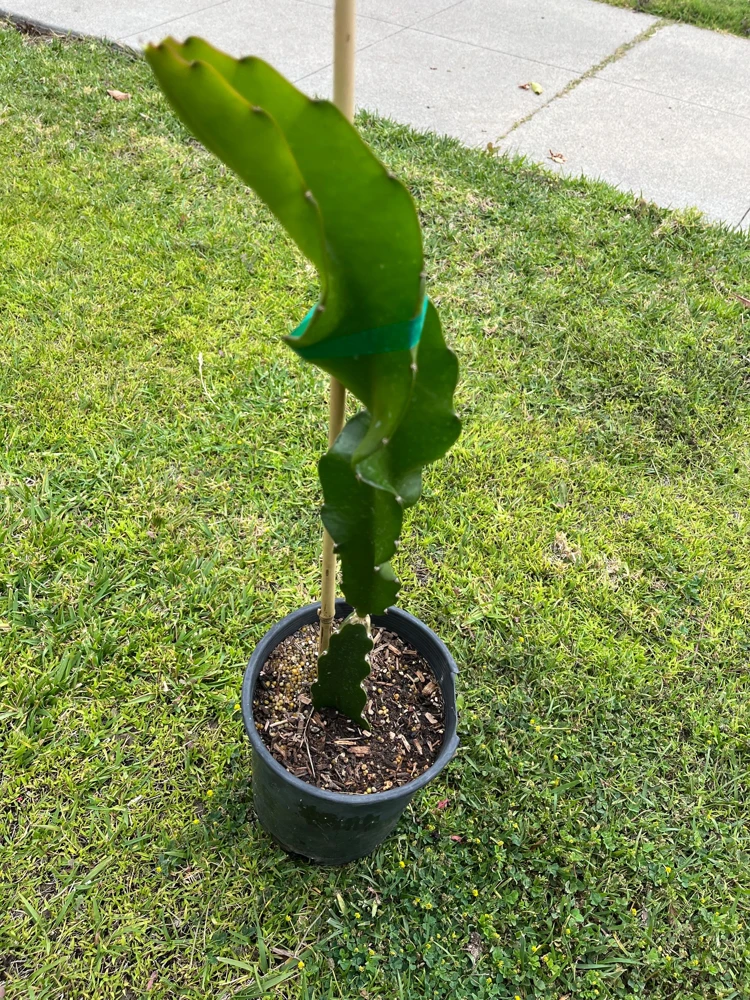 Rainbow Dragon Fruit Live Plant - 1 Gallon Pot - Organic Climbing Cactus - Image 3