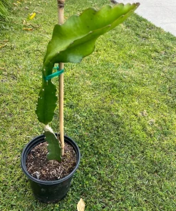 Rainbow Dragon Fruit Live Plant - 1 Gallon Pot - Organic Climbing Cactus - Image 4