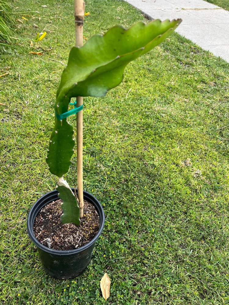 Rainbow Dragon Fruit Live Plant - 1 Gallon Pot - Organic Climbing Cactus - Image 4