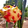 Rainbow Dragon Fruit Live Plant - 1 Gallon Pot - Organic Climbing Cactus - Image 1