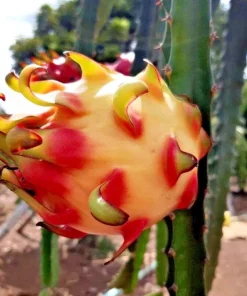 Rainbow Dragon Fruit Live Plant - 1 Gallon Pot - Organic Climbing Cactus - Image 1