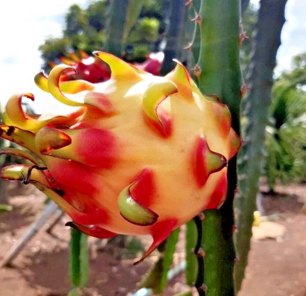 Rainbow Dragon Fruit Live Plant - 1 Gallon Pot - Organic Climbing Cactus - Image 1