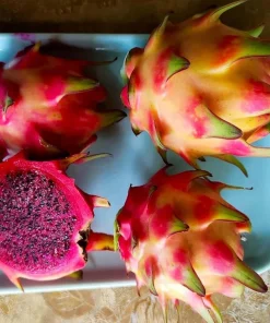 Rainbow Dragon Fruit Live Plant - 1 Gallon Pot - Organic Climbing Cactus - Image 5