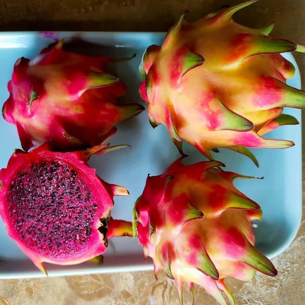 Rainbow Dragon Fruit Live Plant - 1 Gallon Pot - Organic Climbing Cactus - Image 5