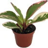 Rainbow Ginny Peperomia Live Plant – 2.5 inch Pot – Potted Houseplant - Image 1