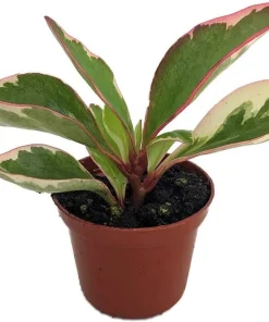 Rainbow Ginny Peperomia Live Plant – 2.5 inch Pot – Potted Houseplant - Image 1