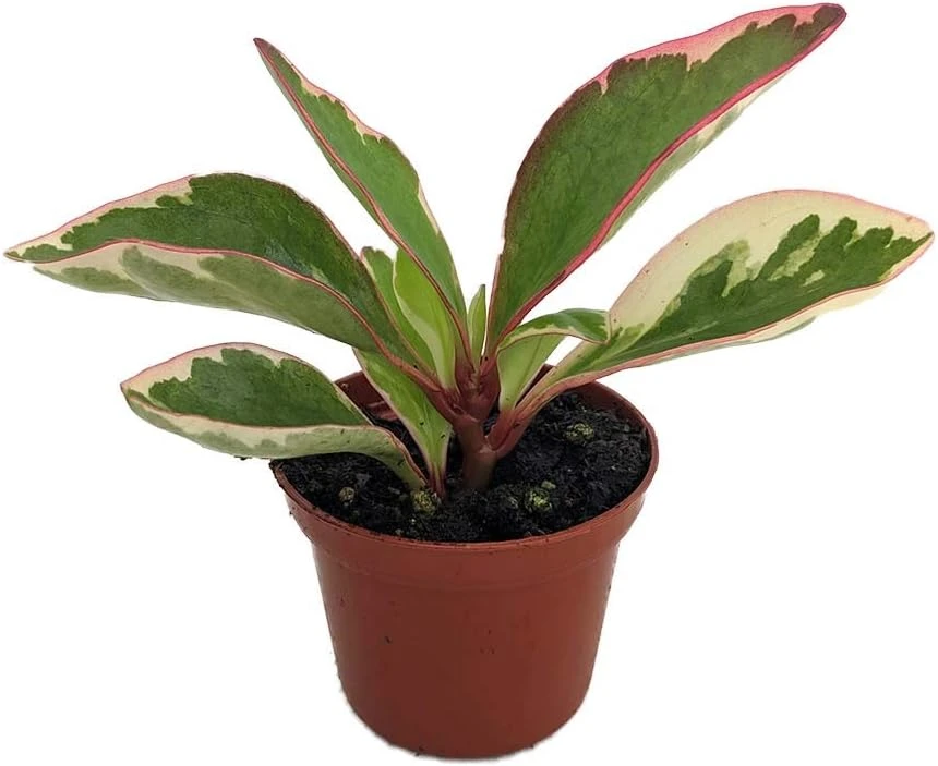 Rainbow Ginny Peperomia Live Plant – 2.5 inch Pot – Potted Houseplant - Image 1