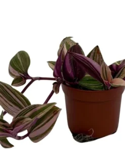 Rainbow Tradescantia Live Plant – 2.5
