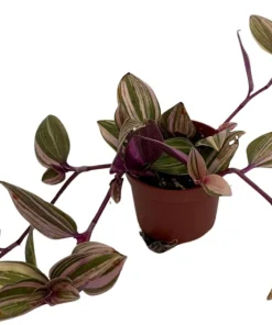 Rainbow Tradescantia Live Plant – 2.5
